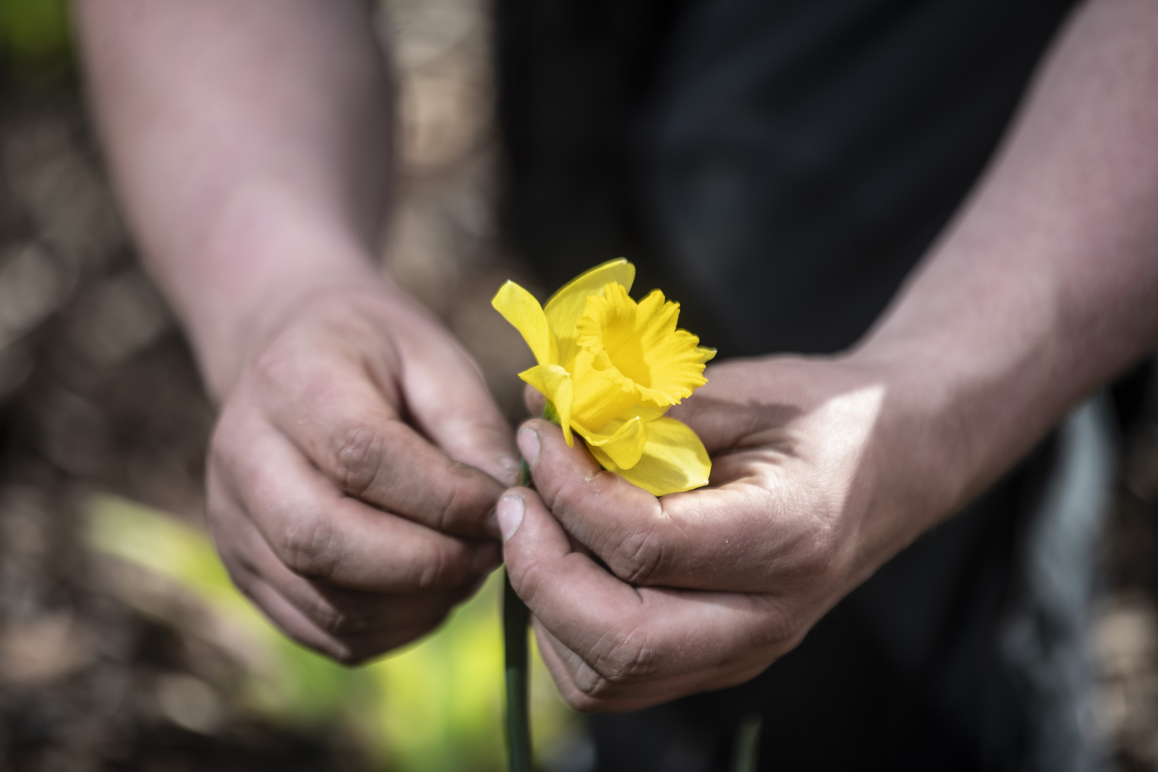 narcis en handen