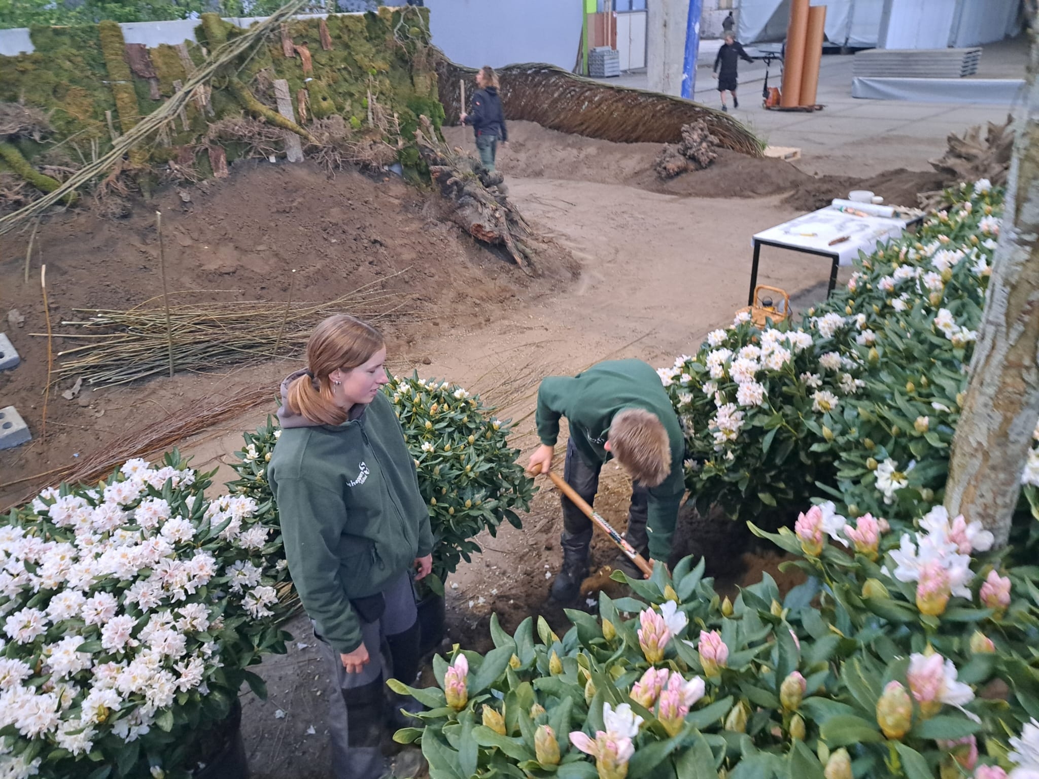studenten rhododendron