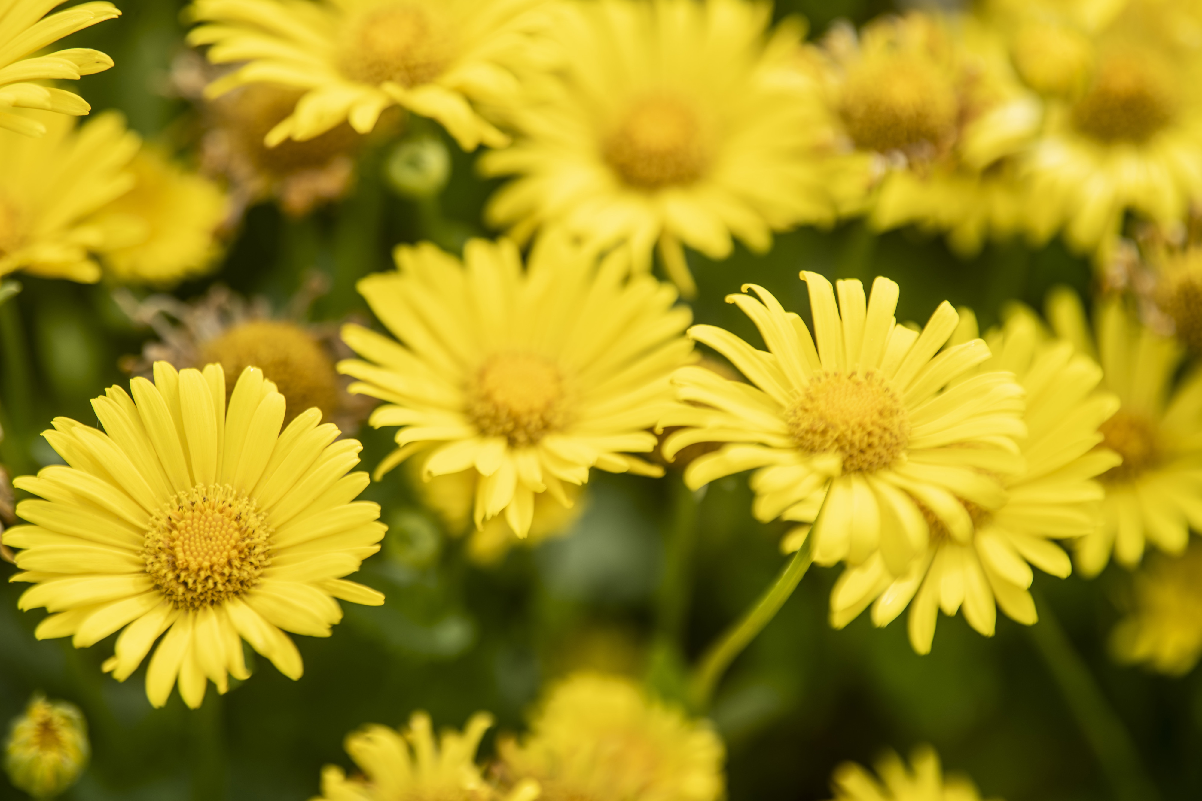 bloemen