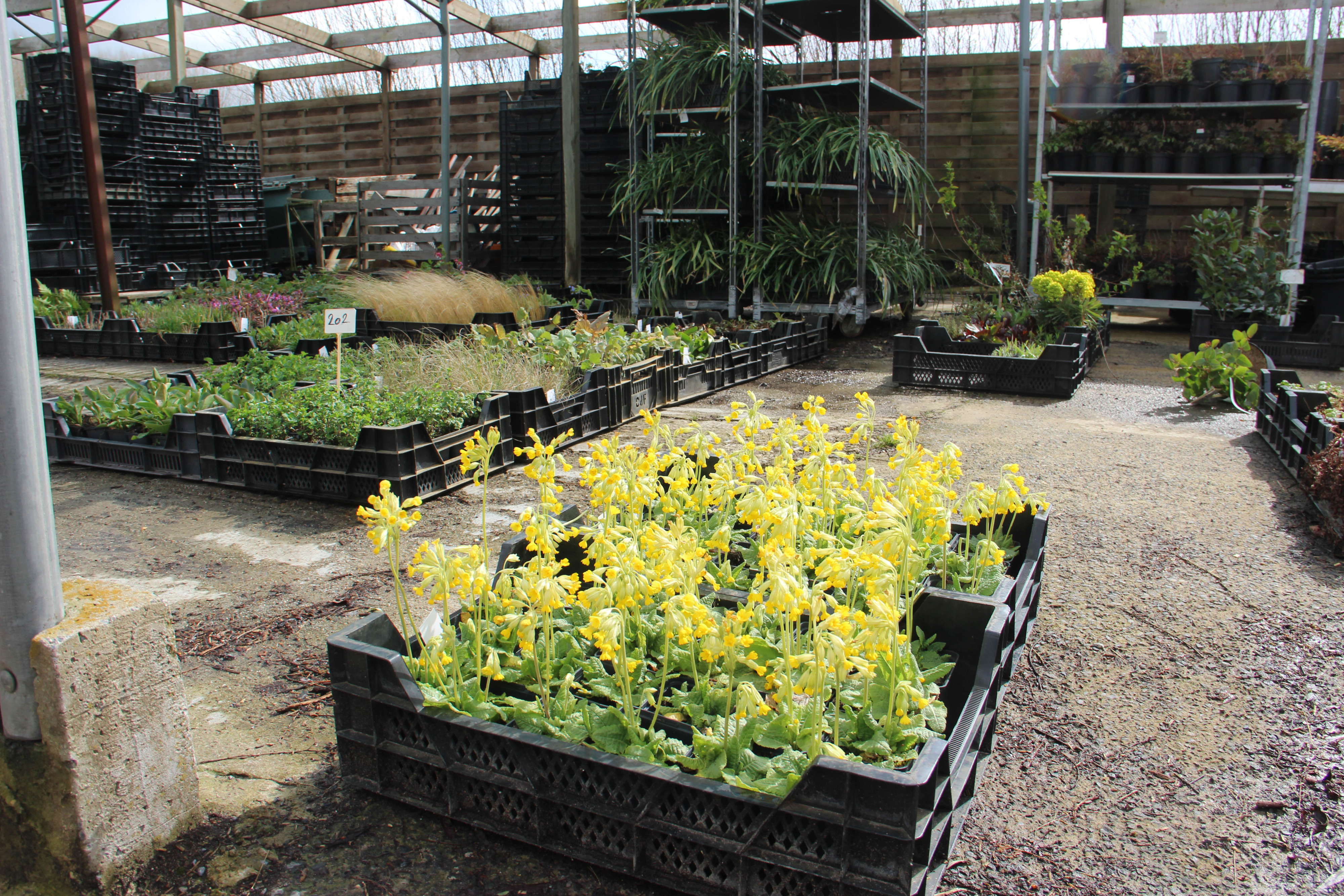 planten voor verzending