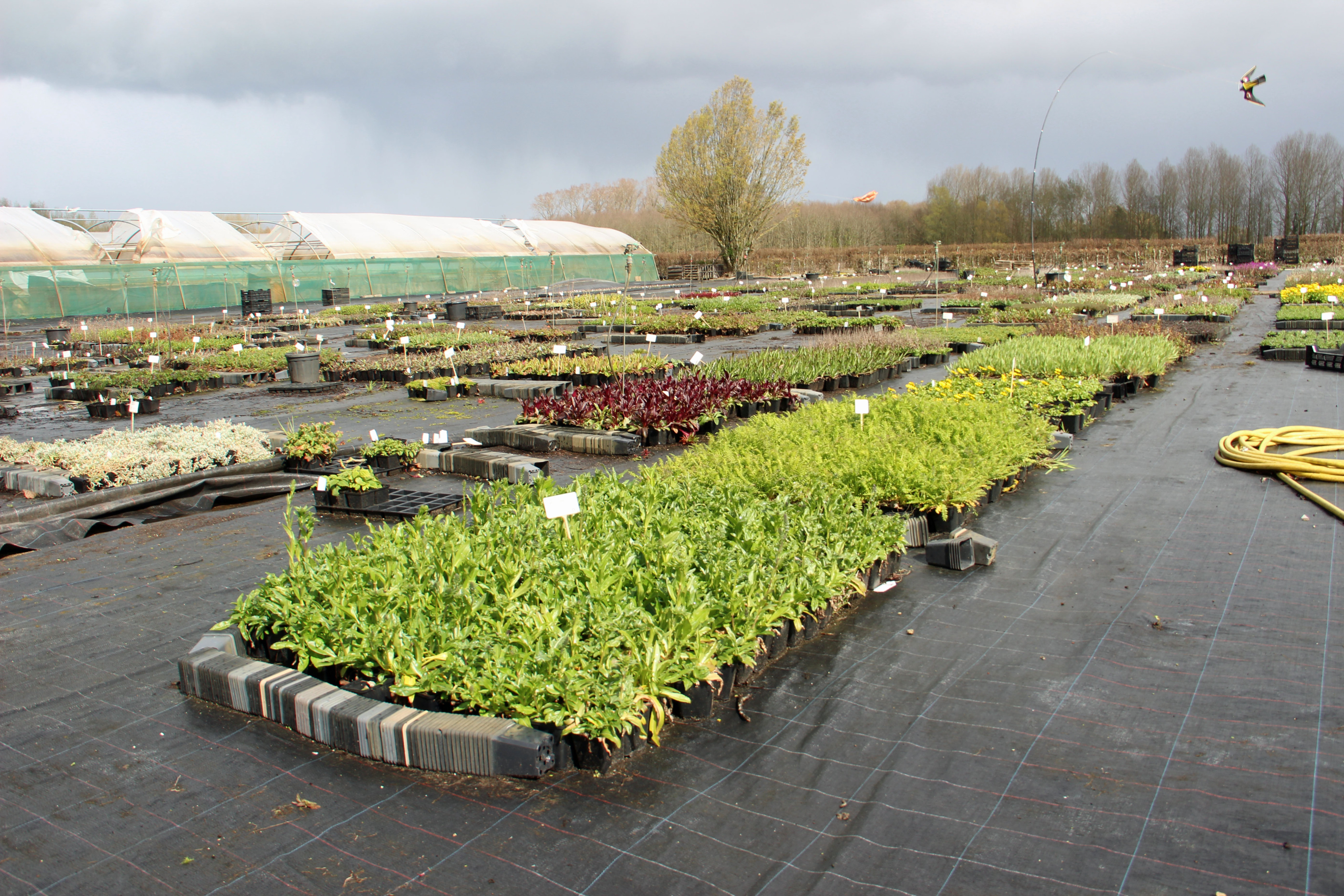 containerveld