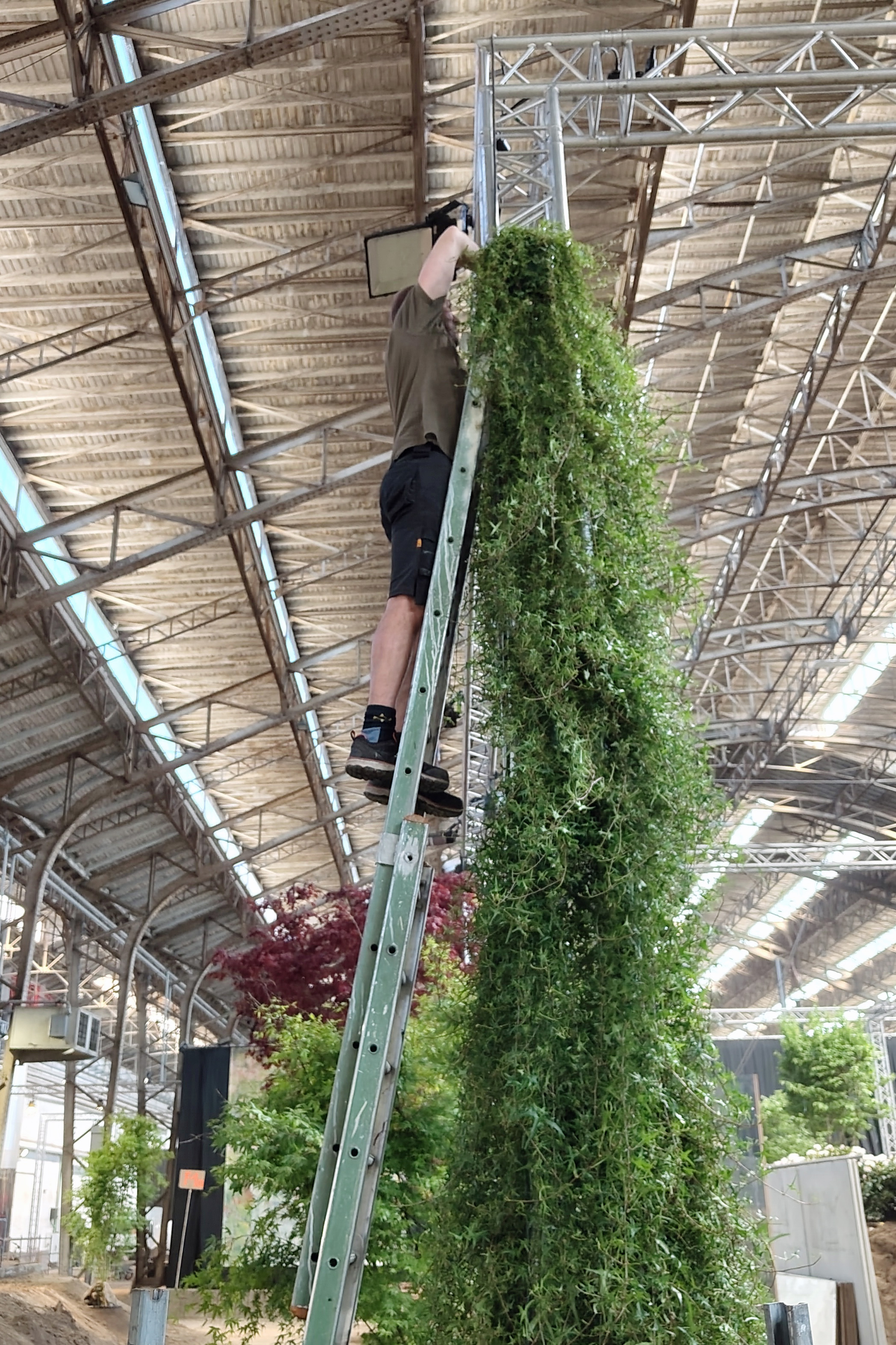 diederik van der steene klimplanten
