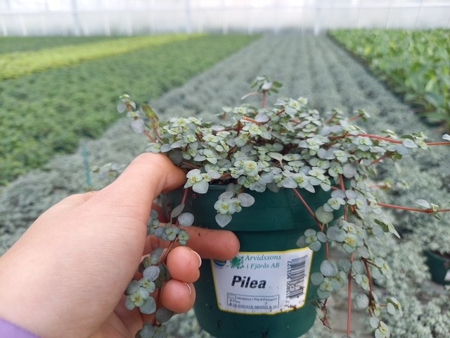 zicht met plant in serre
