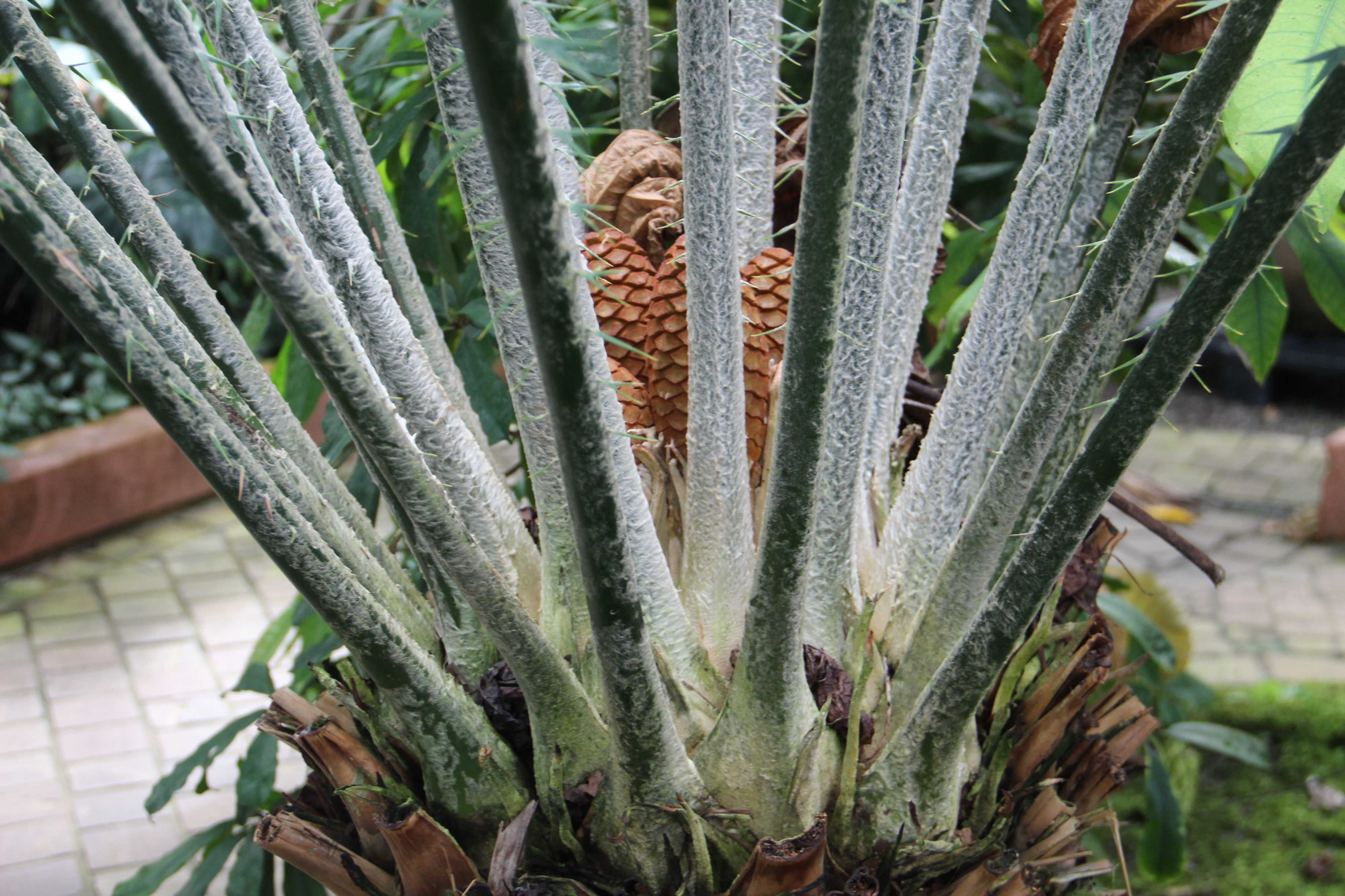 Plantentuin