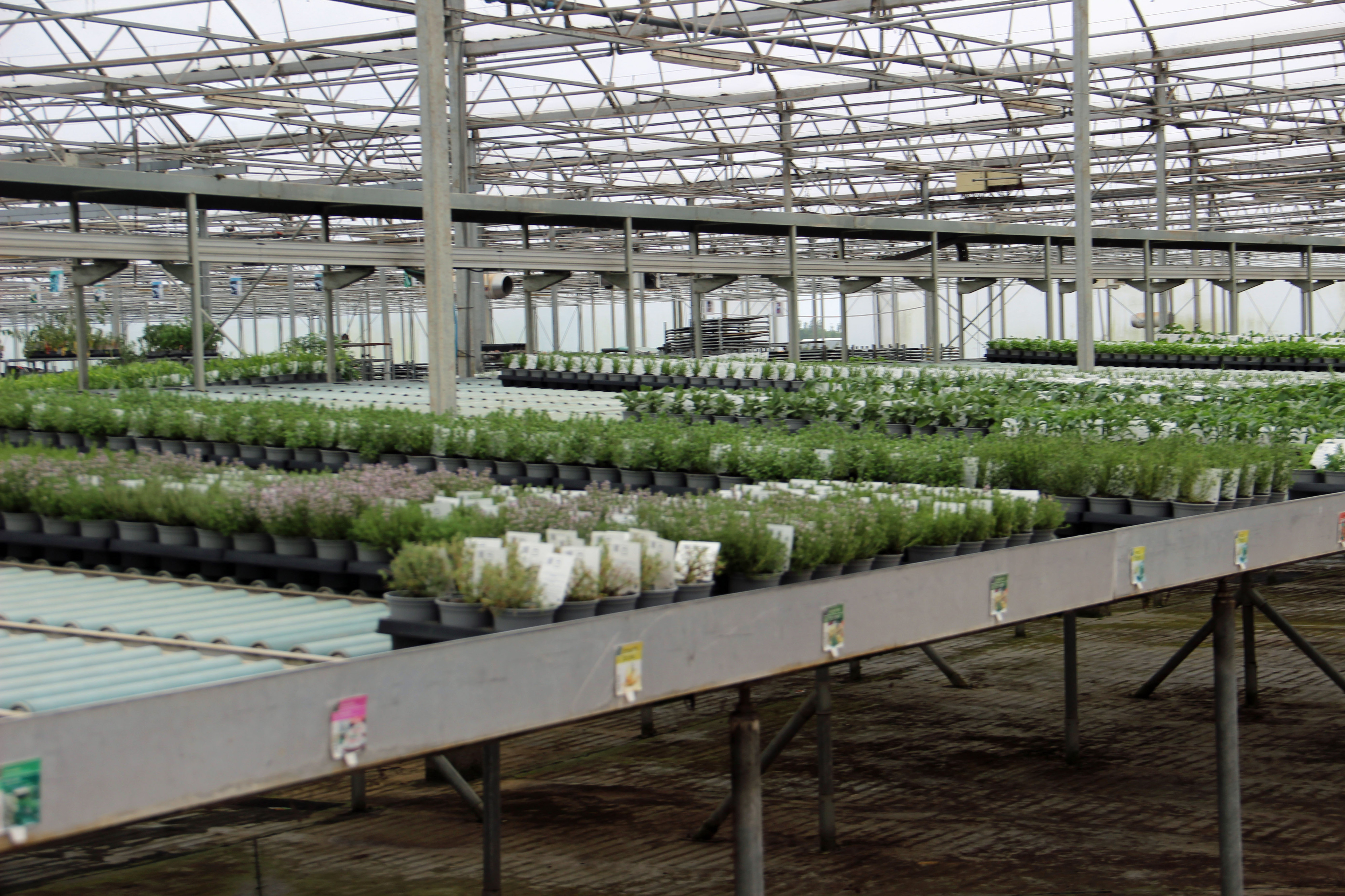 planten binnen