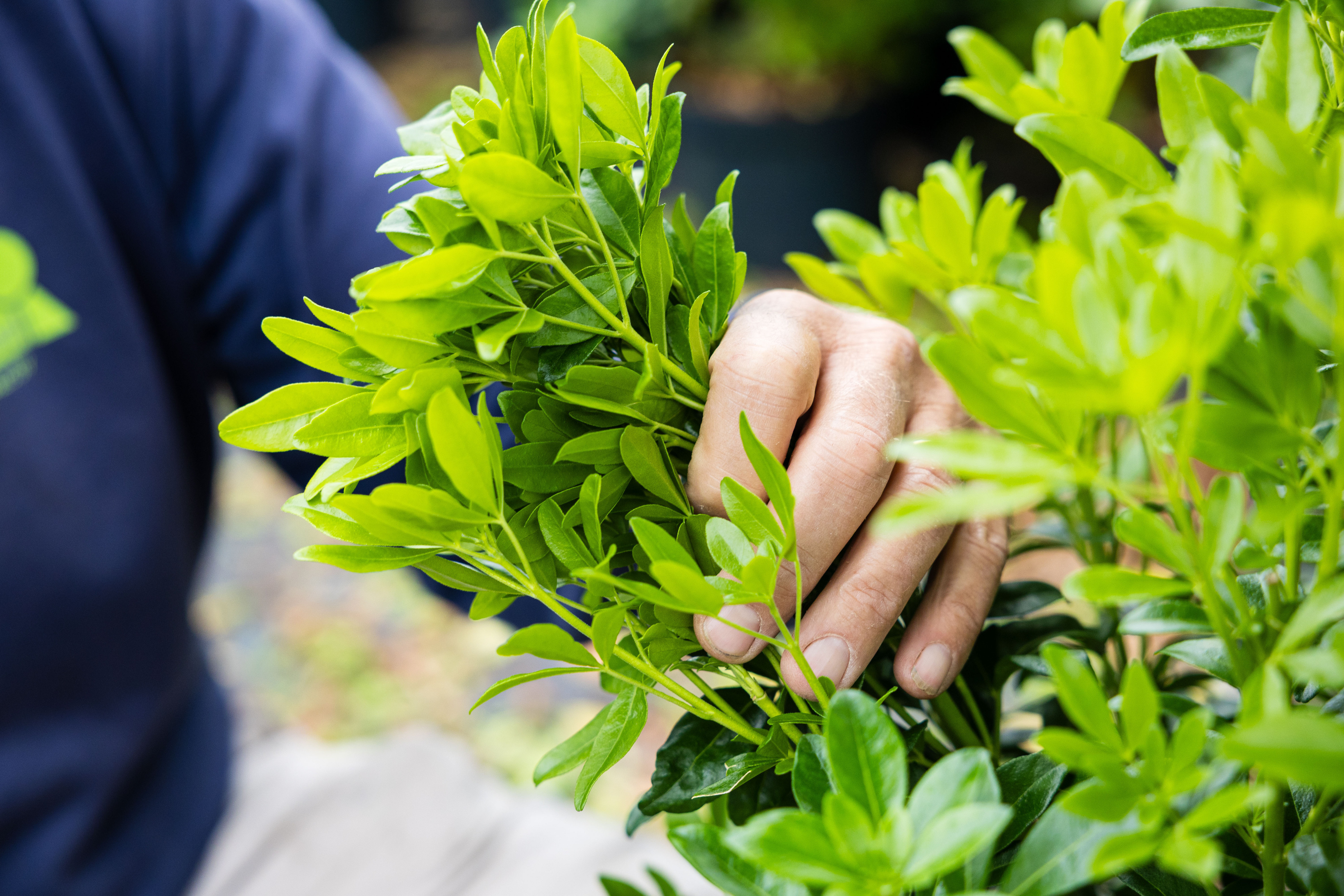 hand met plant