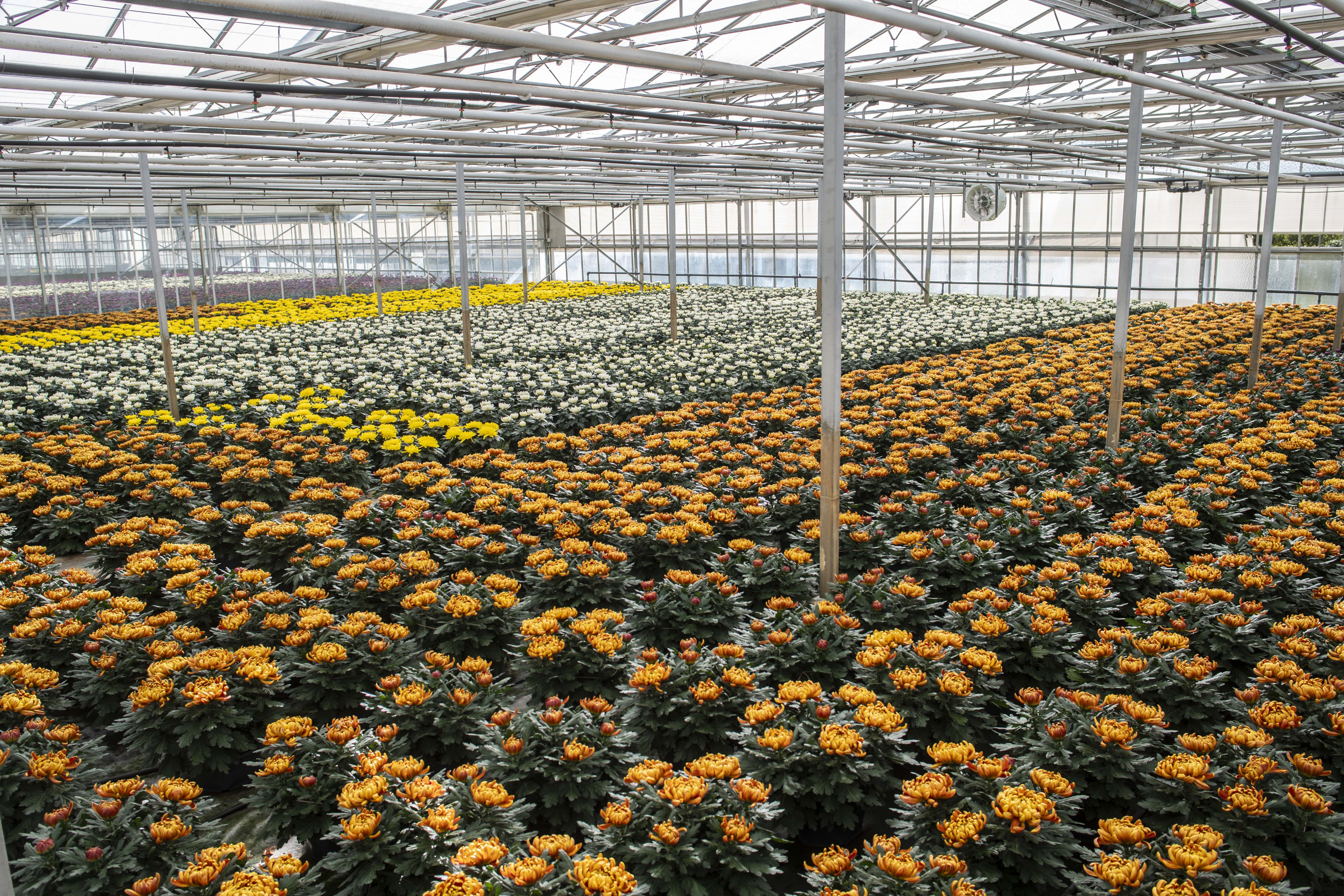 chrysanten in serre