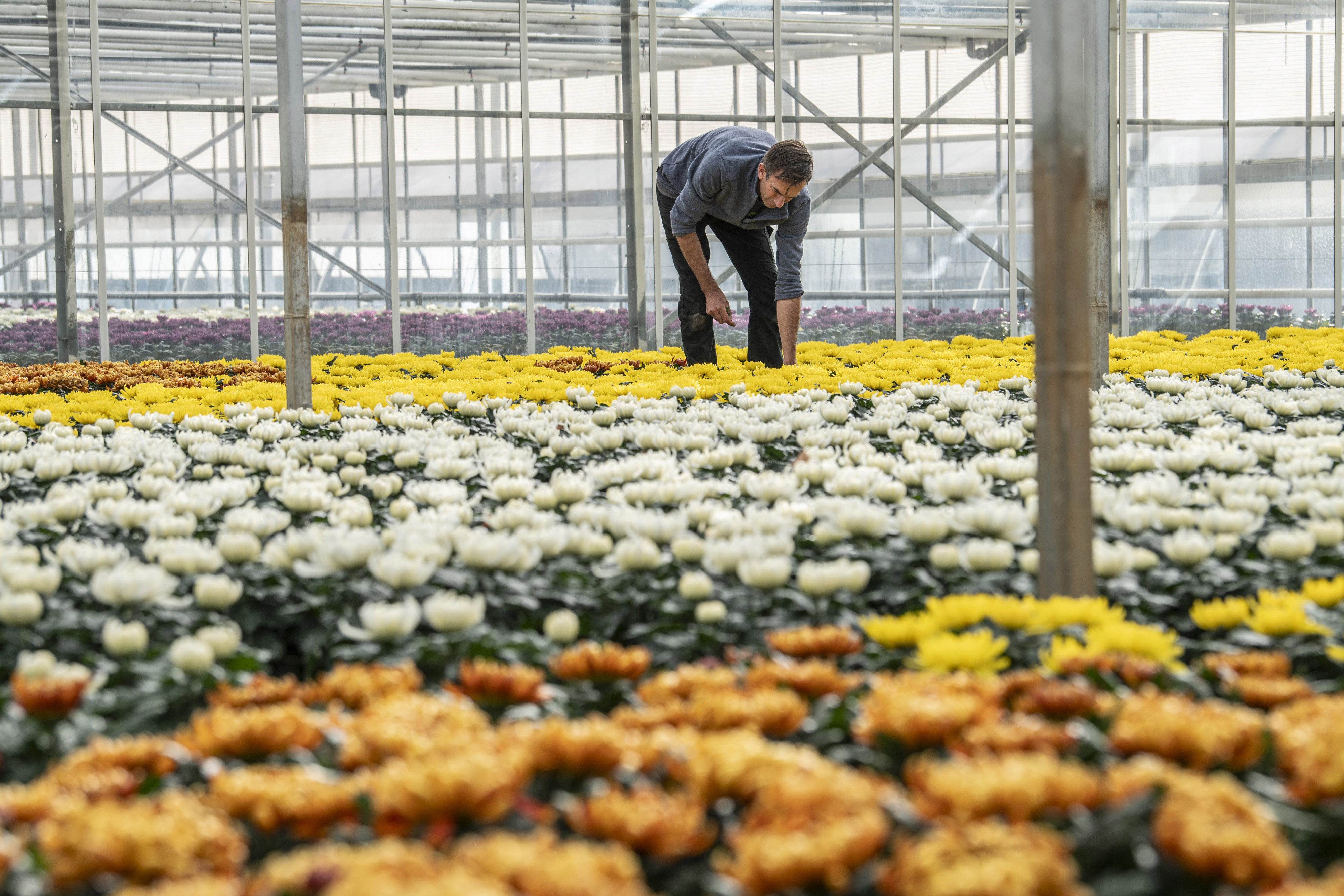 chrysanten en teler