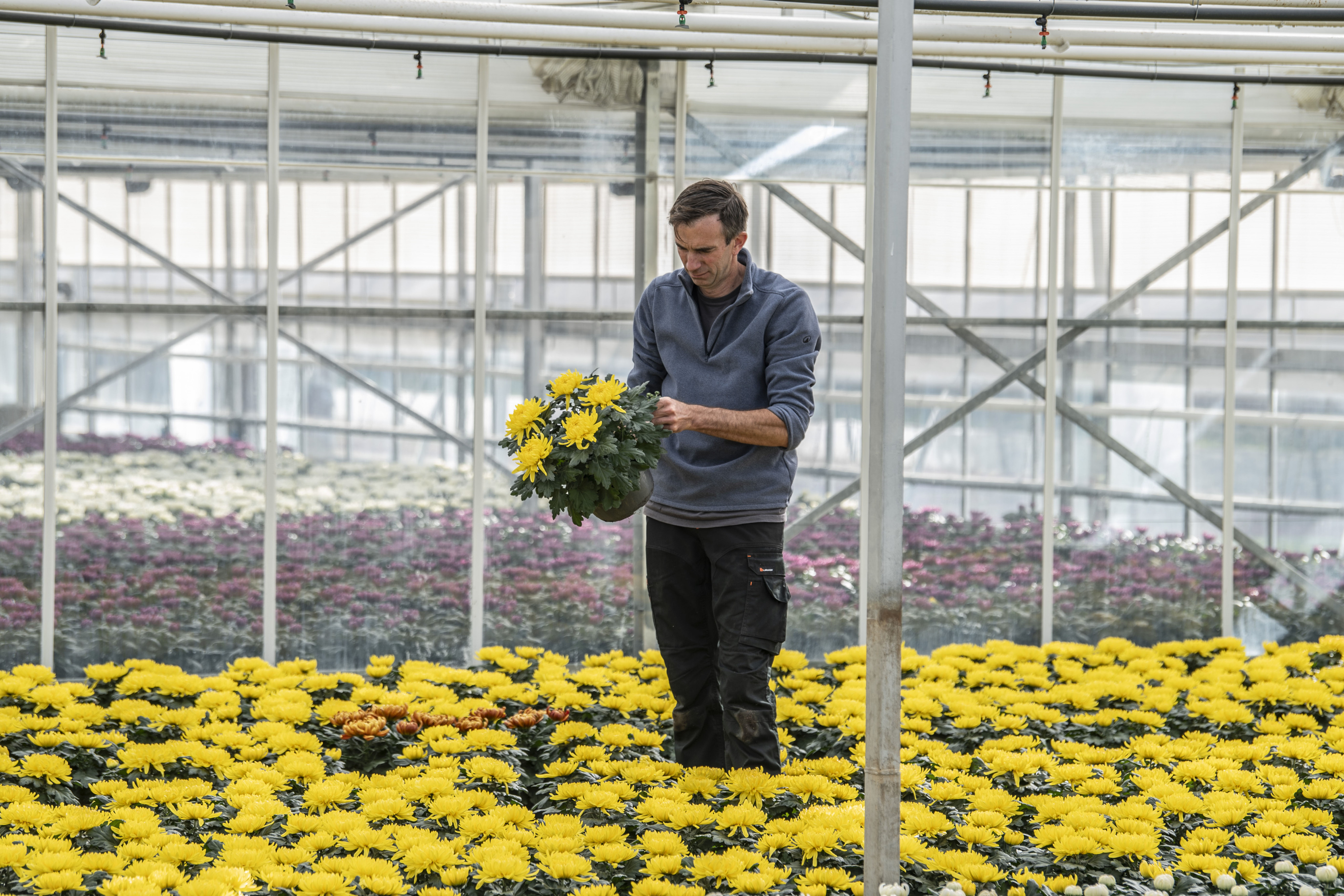 Marc met chrysant