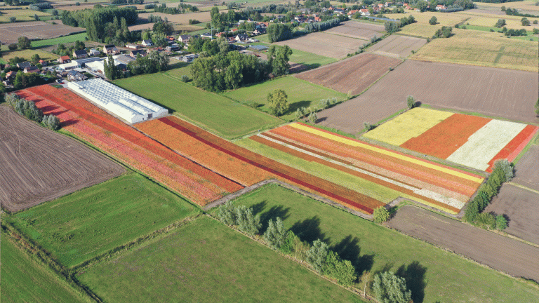 Begoniaveld Frankie VDW - dronebeeld - foto Basiel D - Boerenbond
