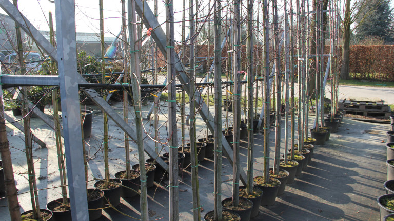 Calle Plant - foto AVBS