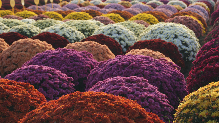 Foto chrysantenveld - foto Willy De Geest