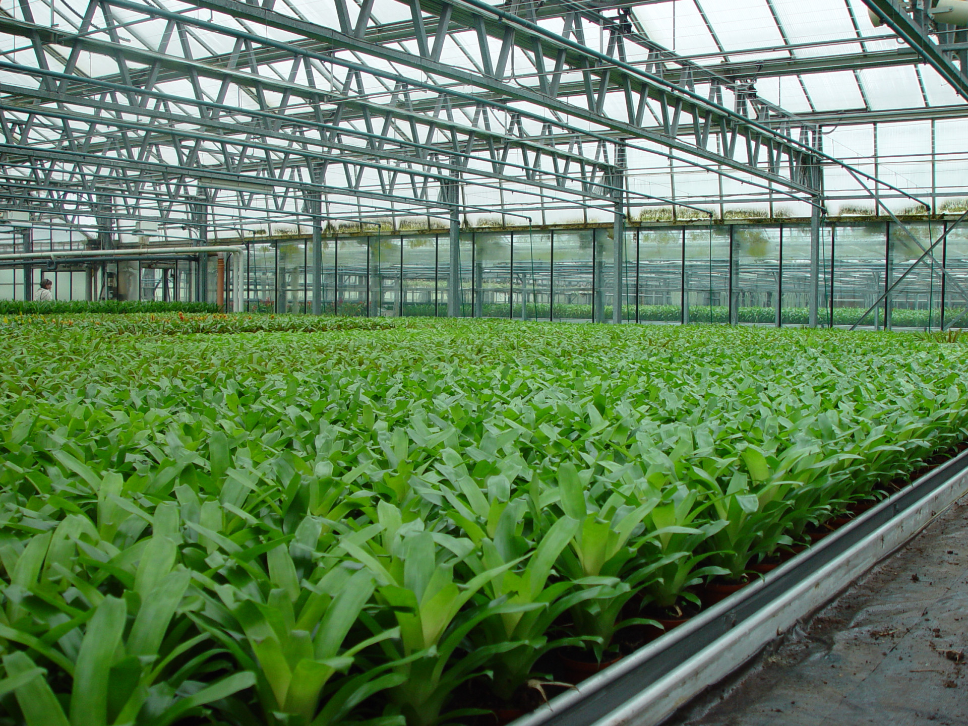 Bloemisterij - kamerplanten - foto AVBS