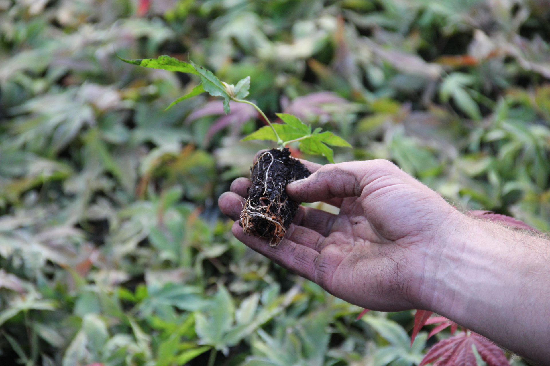 Hand met plant - foto AVBS