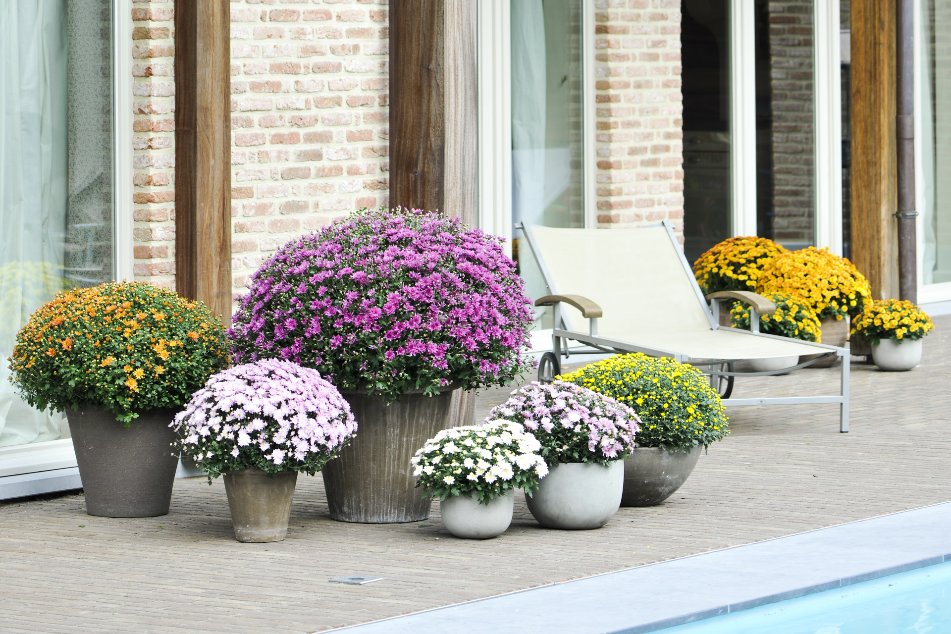 vlam chrysant terras