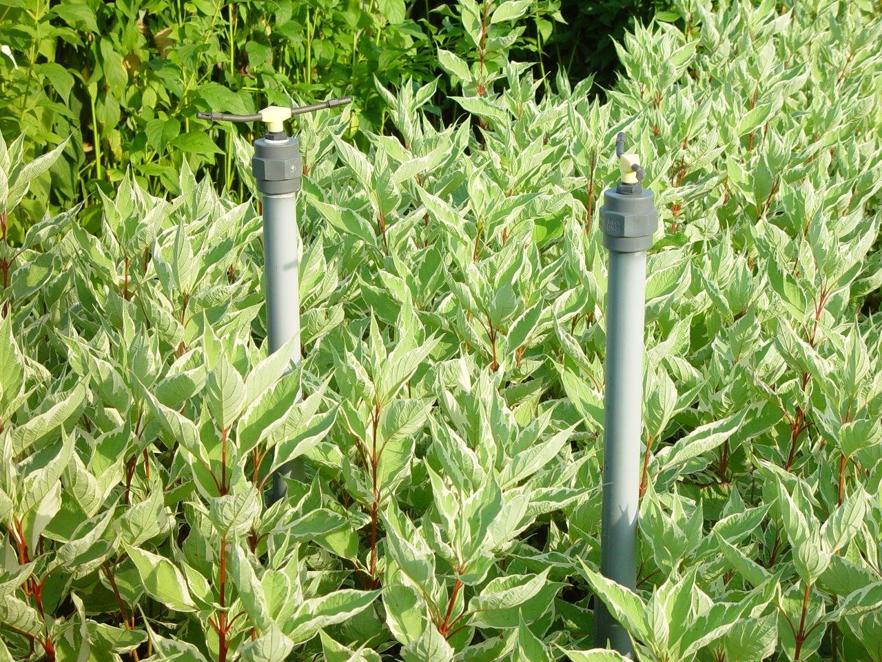 watersprinklers in een kwekerij