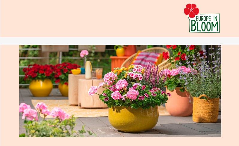 pelargonium gepresenteerd op meerdere manieren