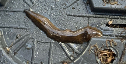 platworm op de onderkant van een plantenpot