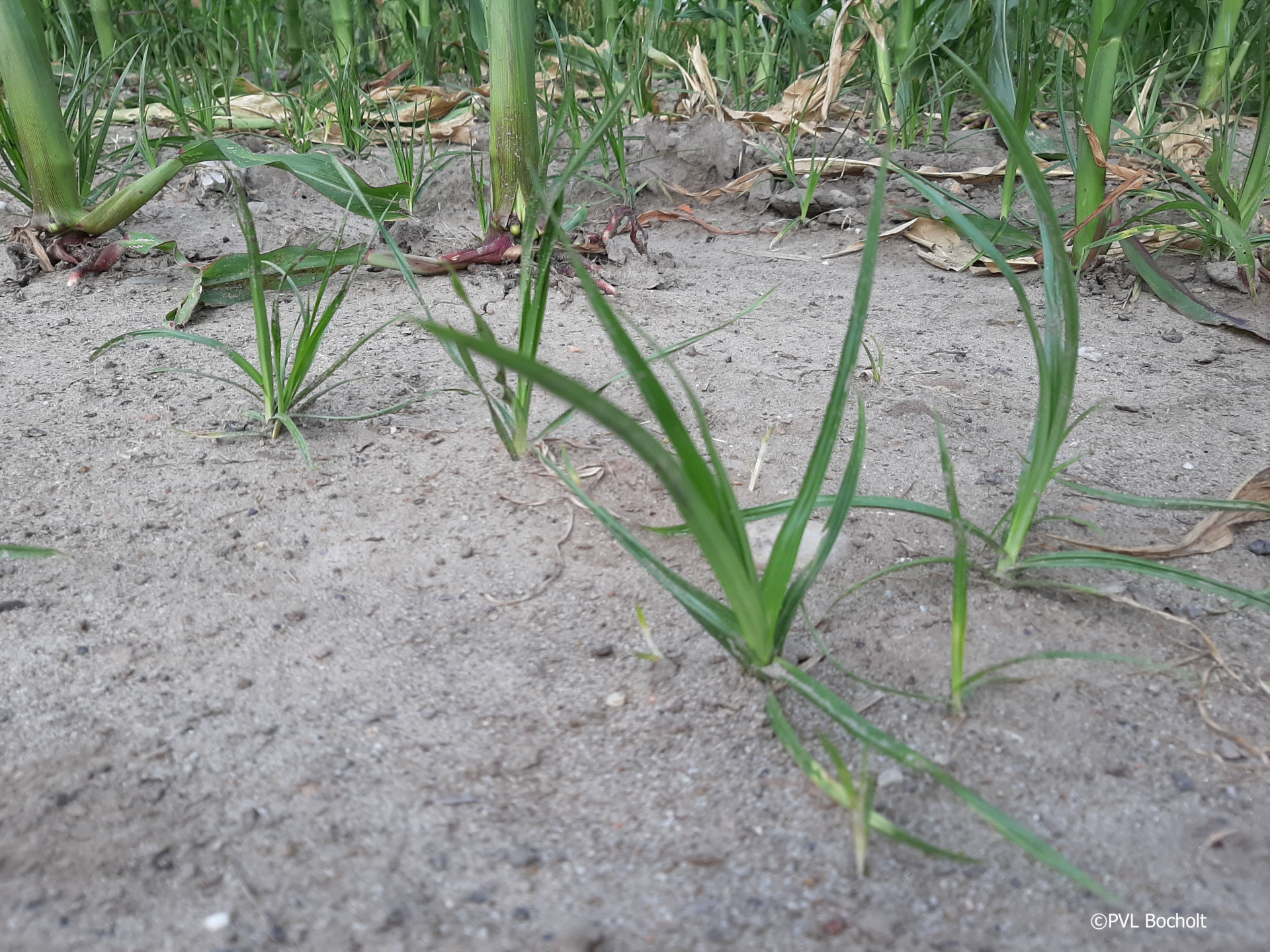 planten van knolcyperus