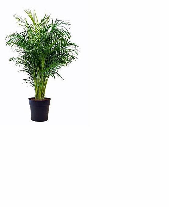 Goudpalm