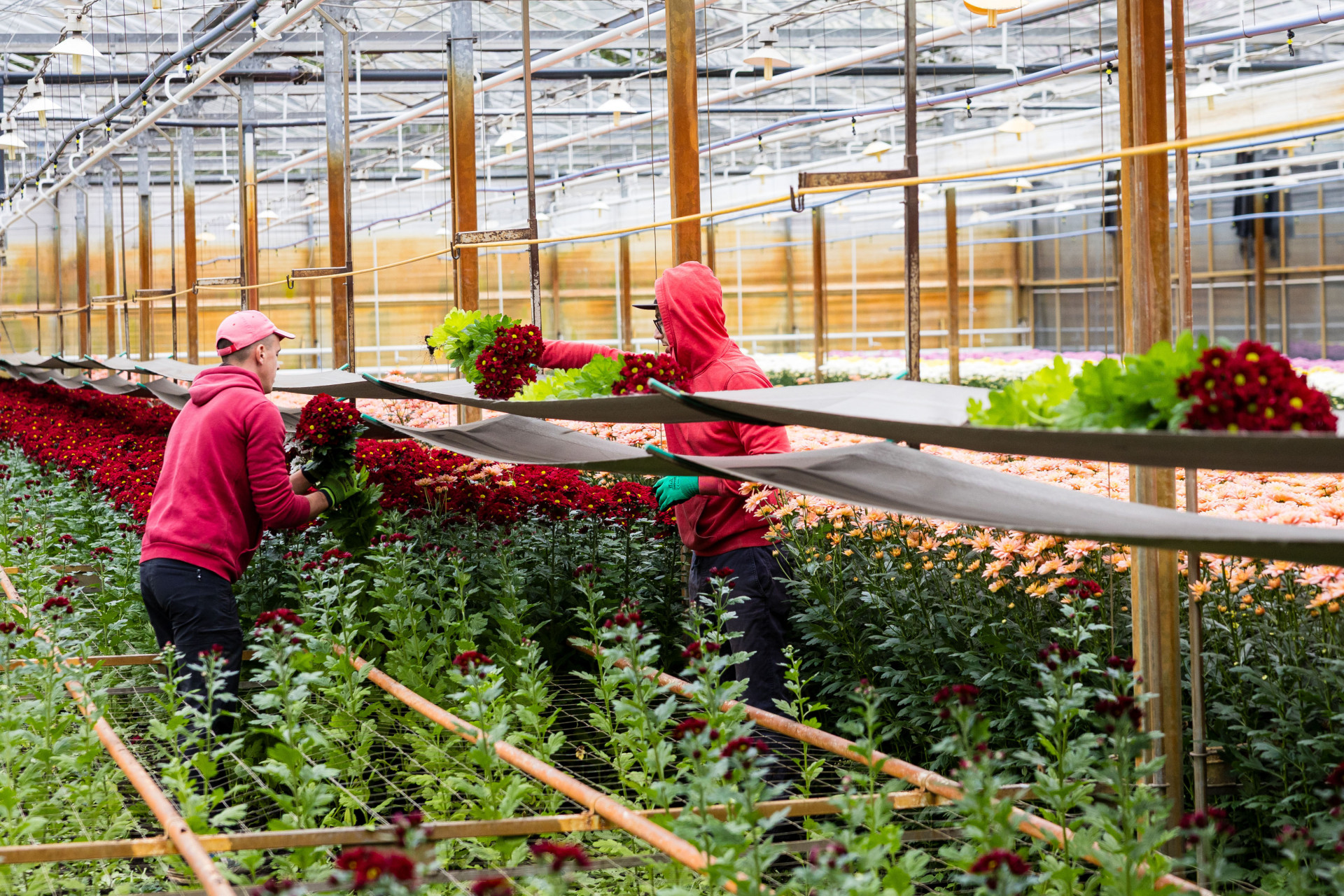 medewerkers knippen snijbloemen
