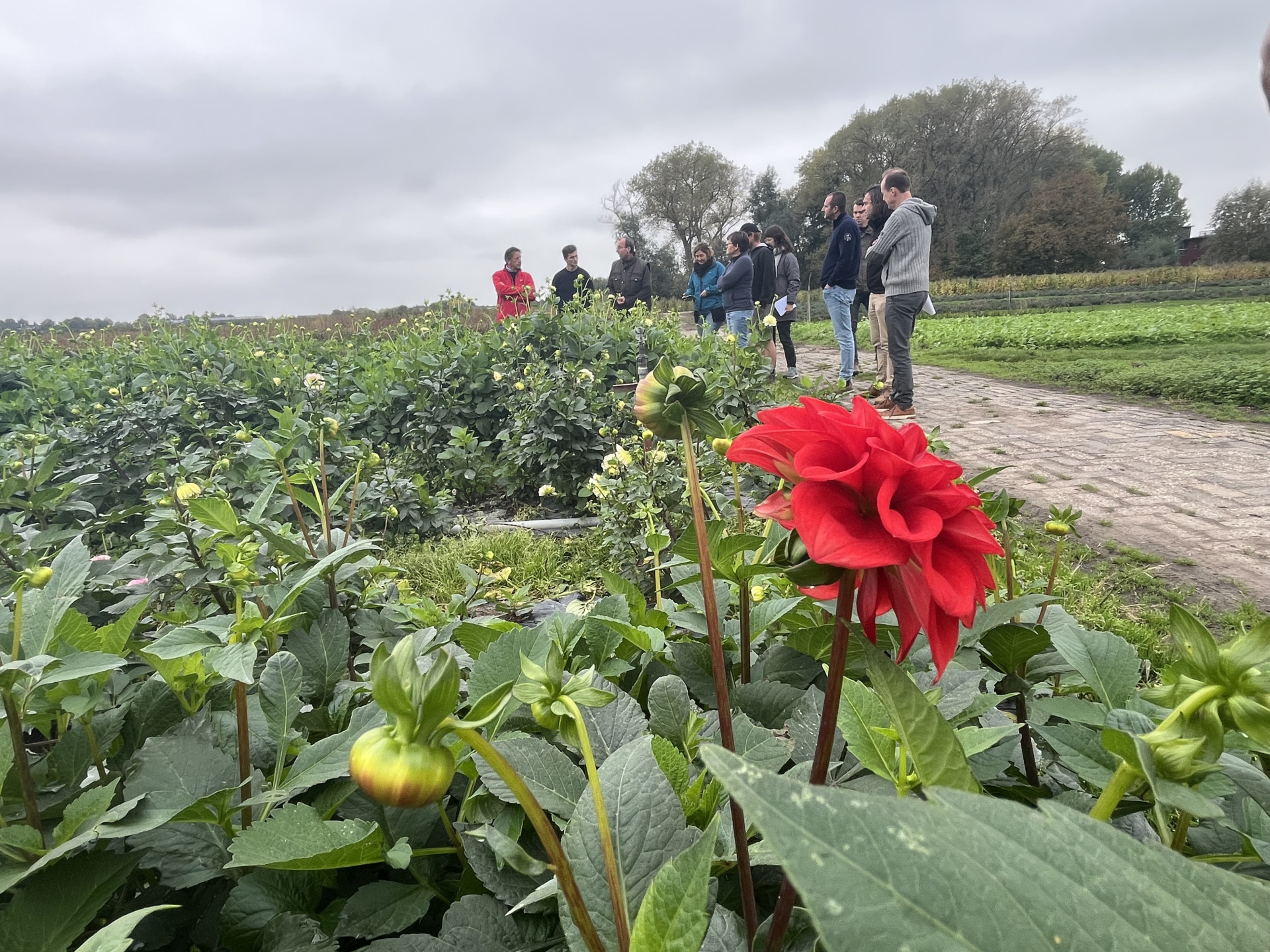 bio snijbloemenbedrijf